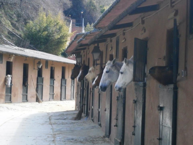 Caballos en boxes
